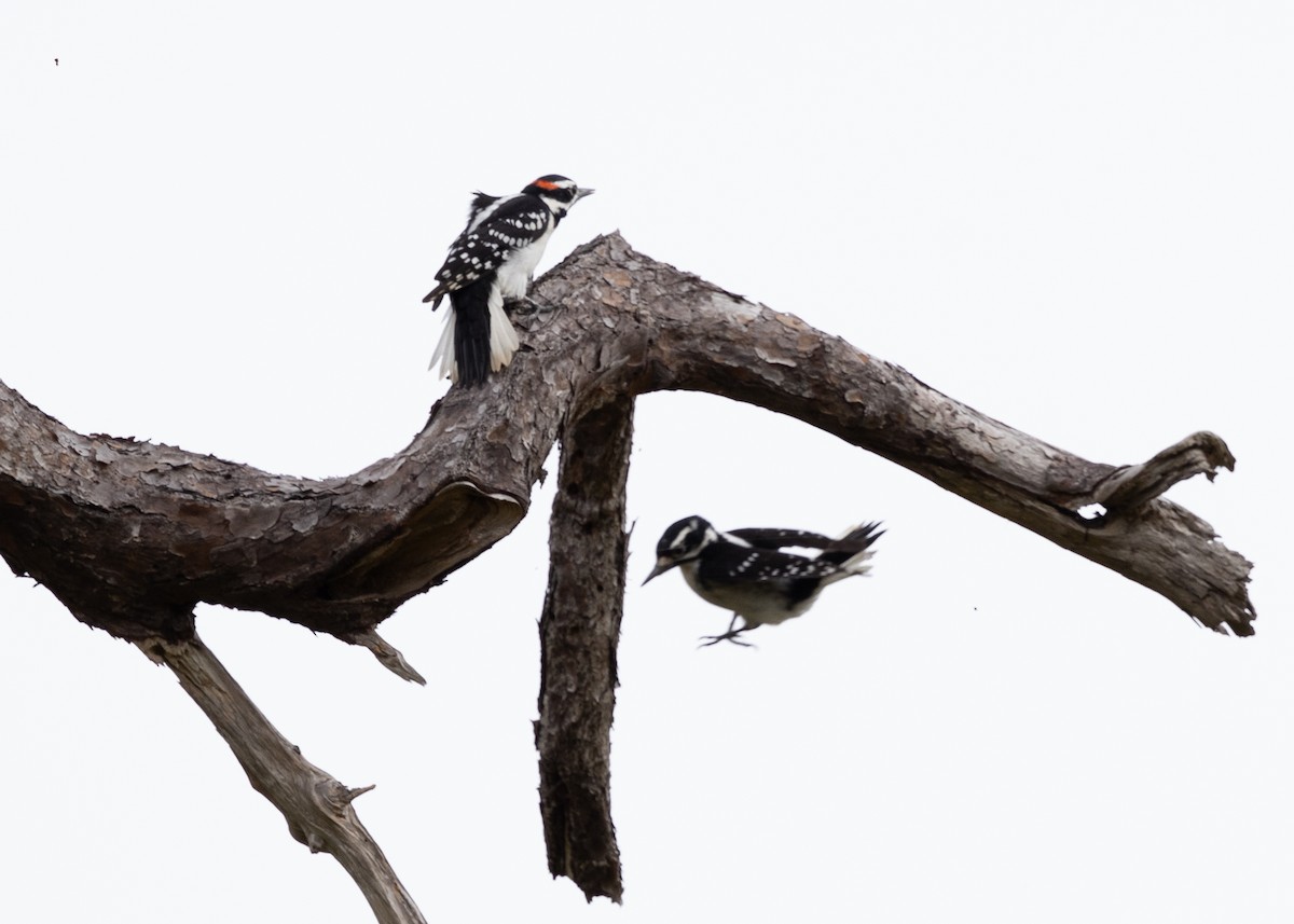 Hairy Woodpecker - ML611622297