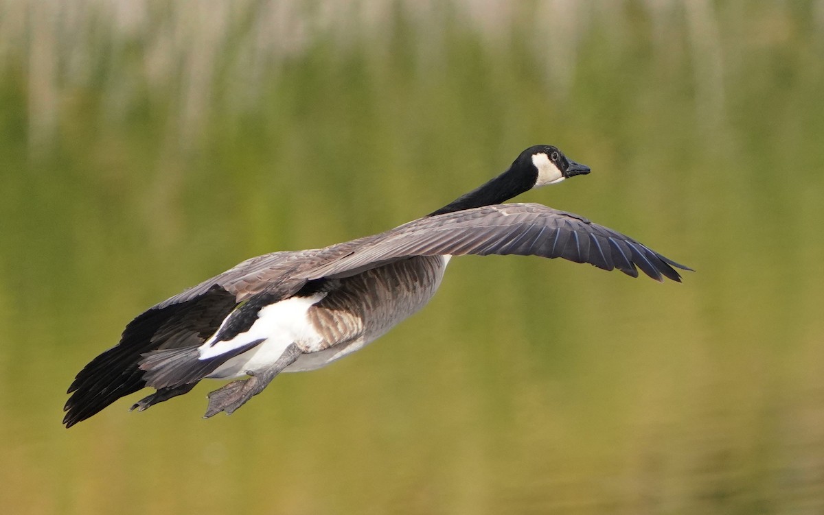 Canada Goose - ML611622307