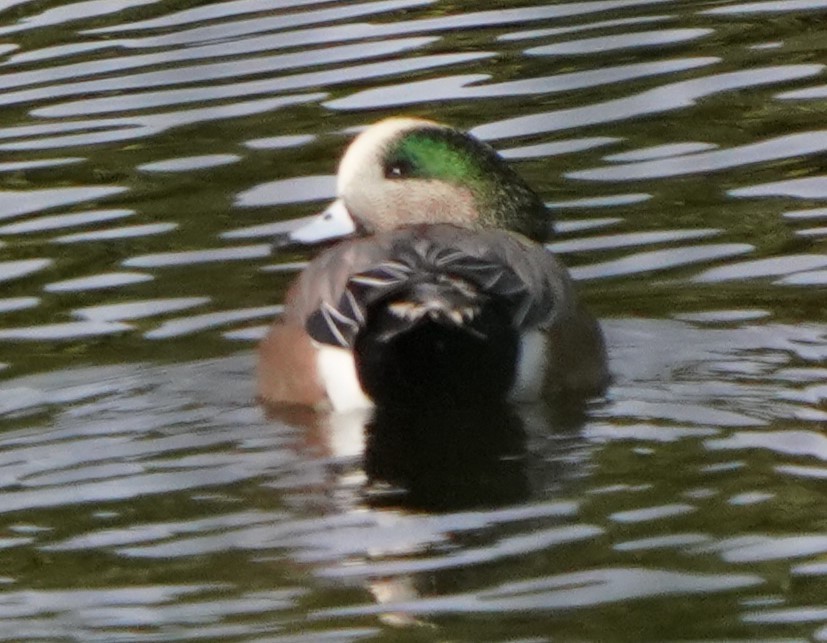 American Wigeon - ML611622383