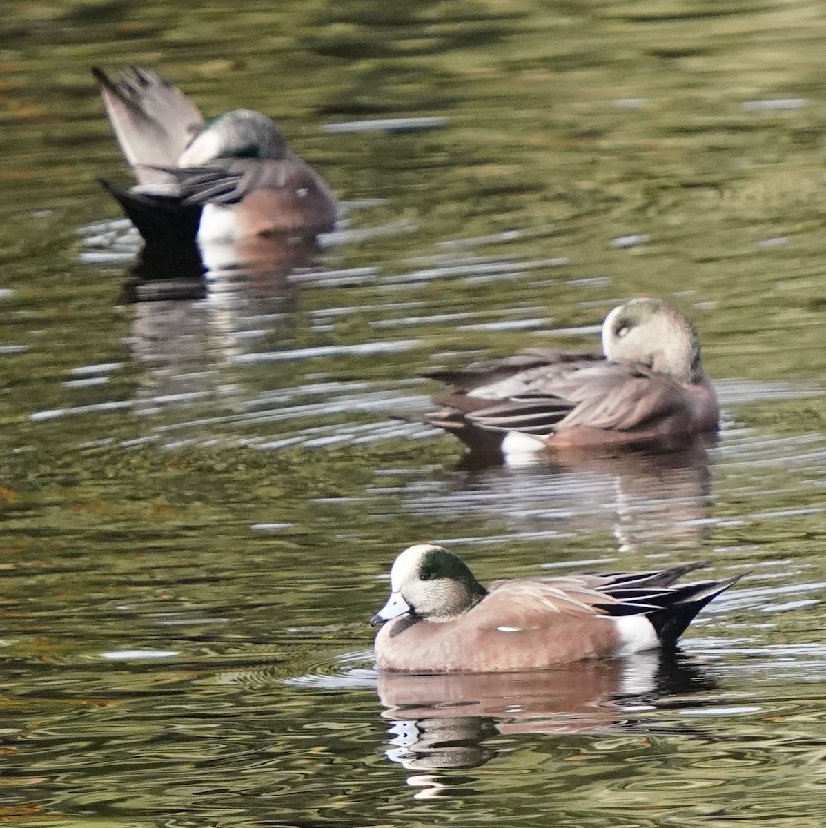 American Wigeon - Richard Block