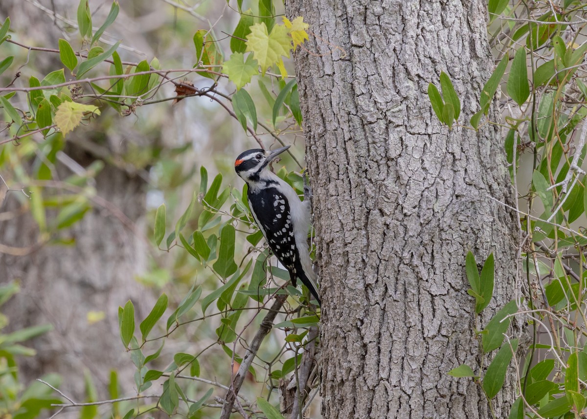 Hairy Woodpecker - john robberson