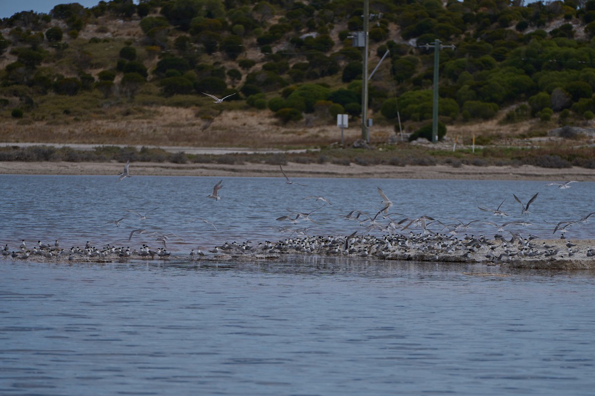 Great Crested Tern - ML611622513