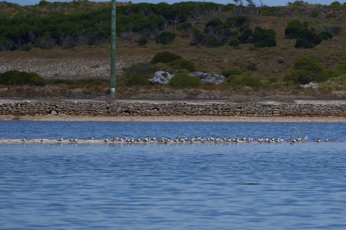 Great Crested Tern - ML611622581