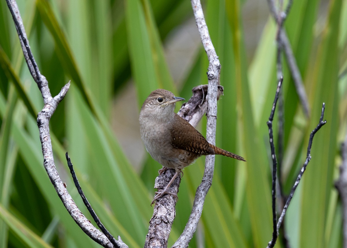 House Wren - ML611622622