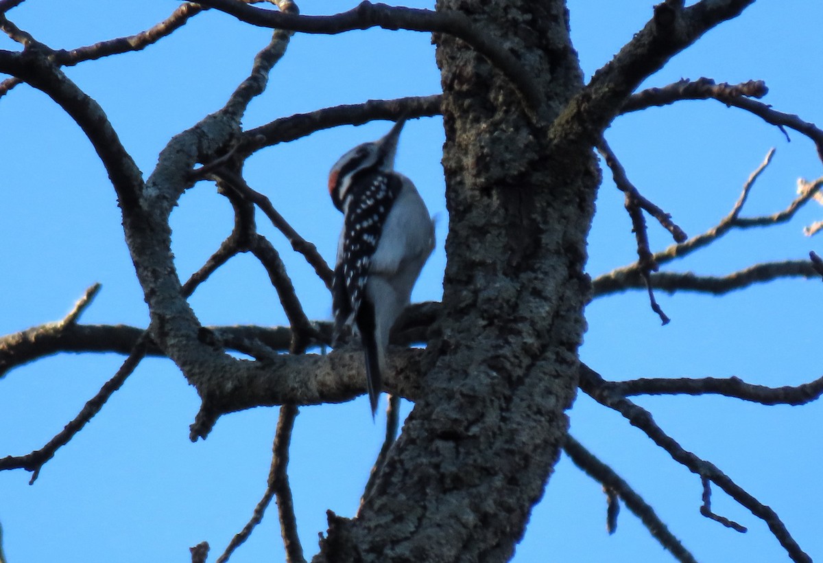 Downy Woodpecker - ML611622678