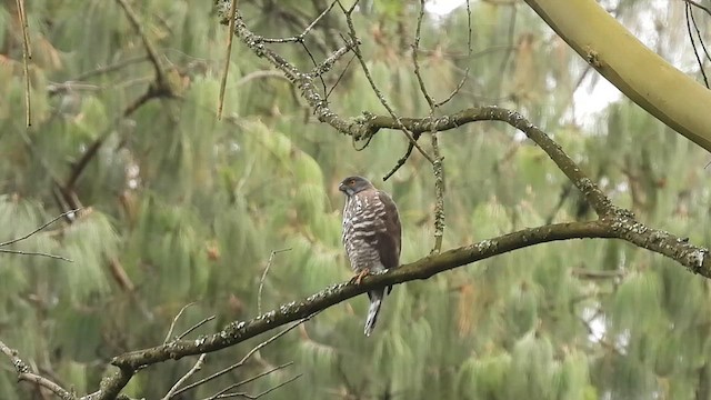 Crested Goshawk - ML611622699