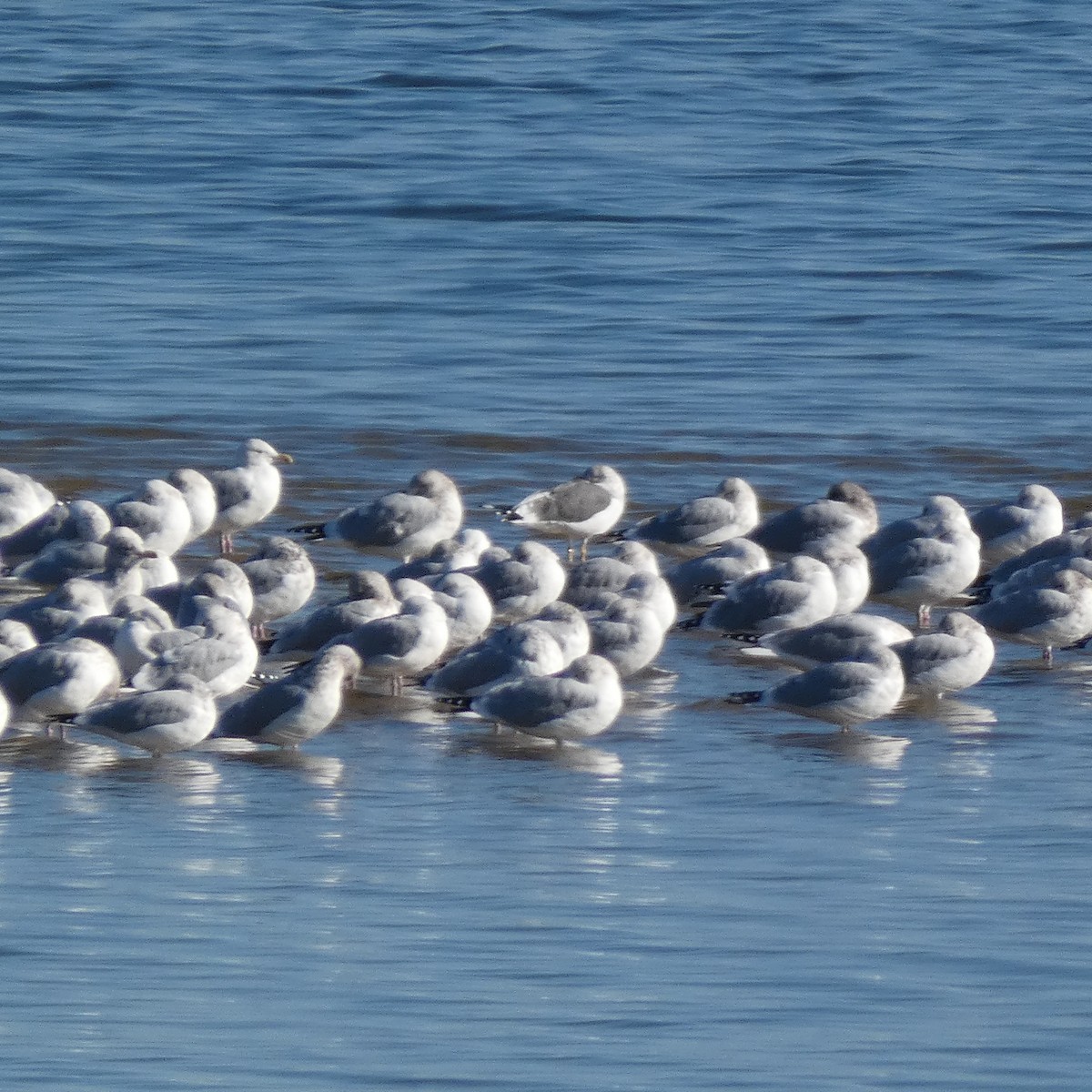 Lesser Black-backed Gull - ML611622714