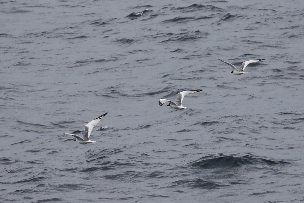 Swallow-tailed Gull - ML611622792