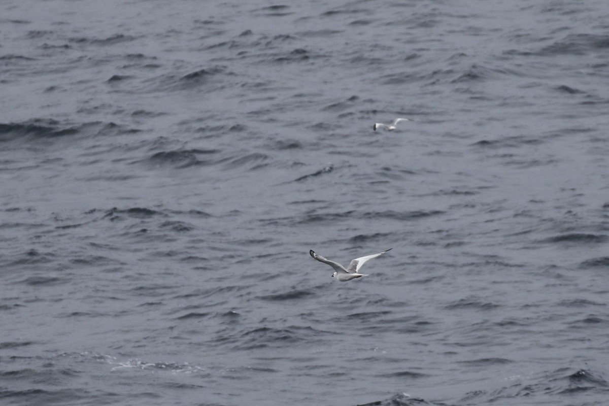 Swallow-tailed Gull - ML611622795