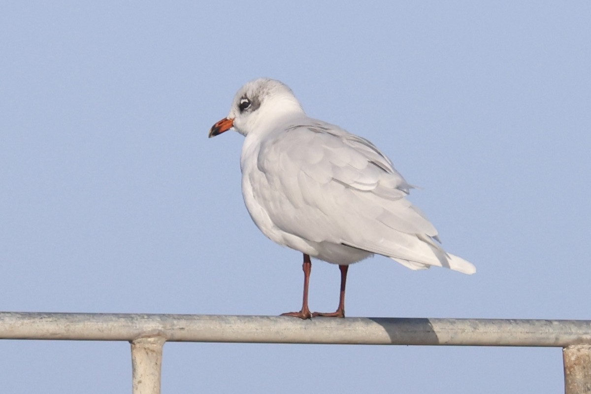 Mediterranean Gull - ML611622860