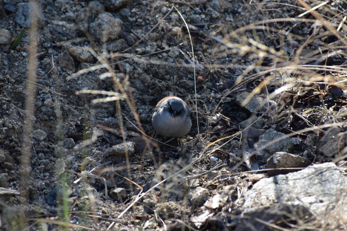 Yellow-eyed Junco - ML611623022