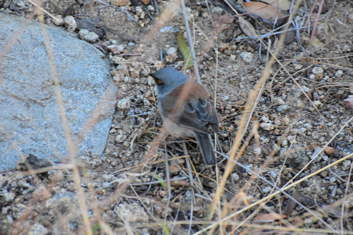 Yellow-eyed Junco - ML611623023