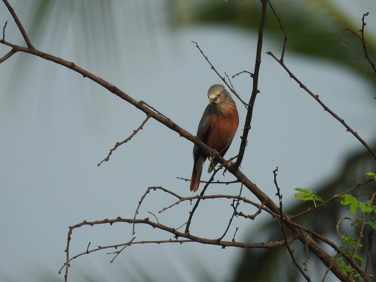 Chestnut-tailed Starling - ML611623038
