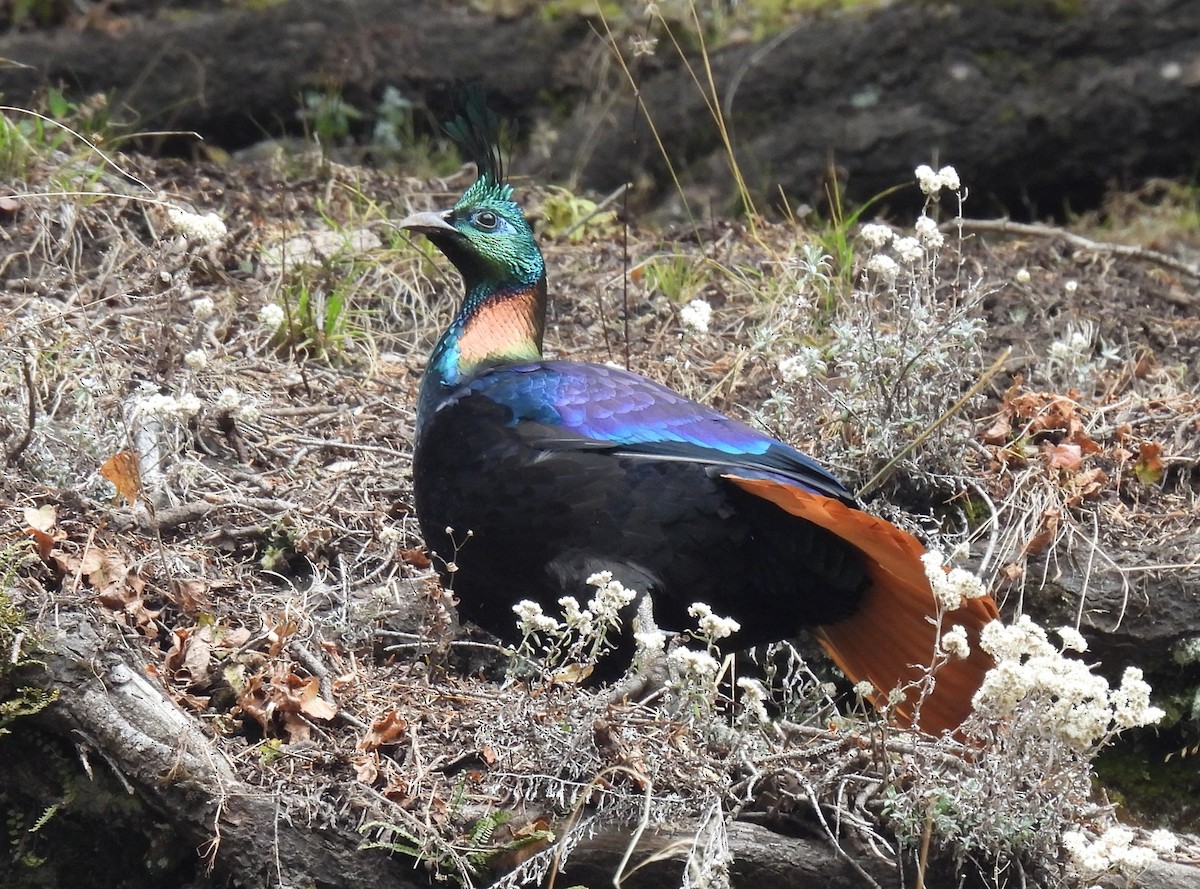 Himalayan Monal - Brian Stretch