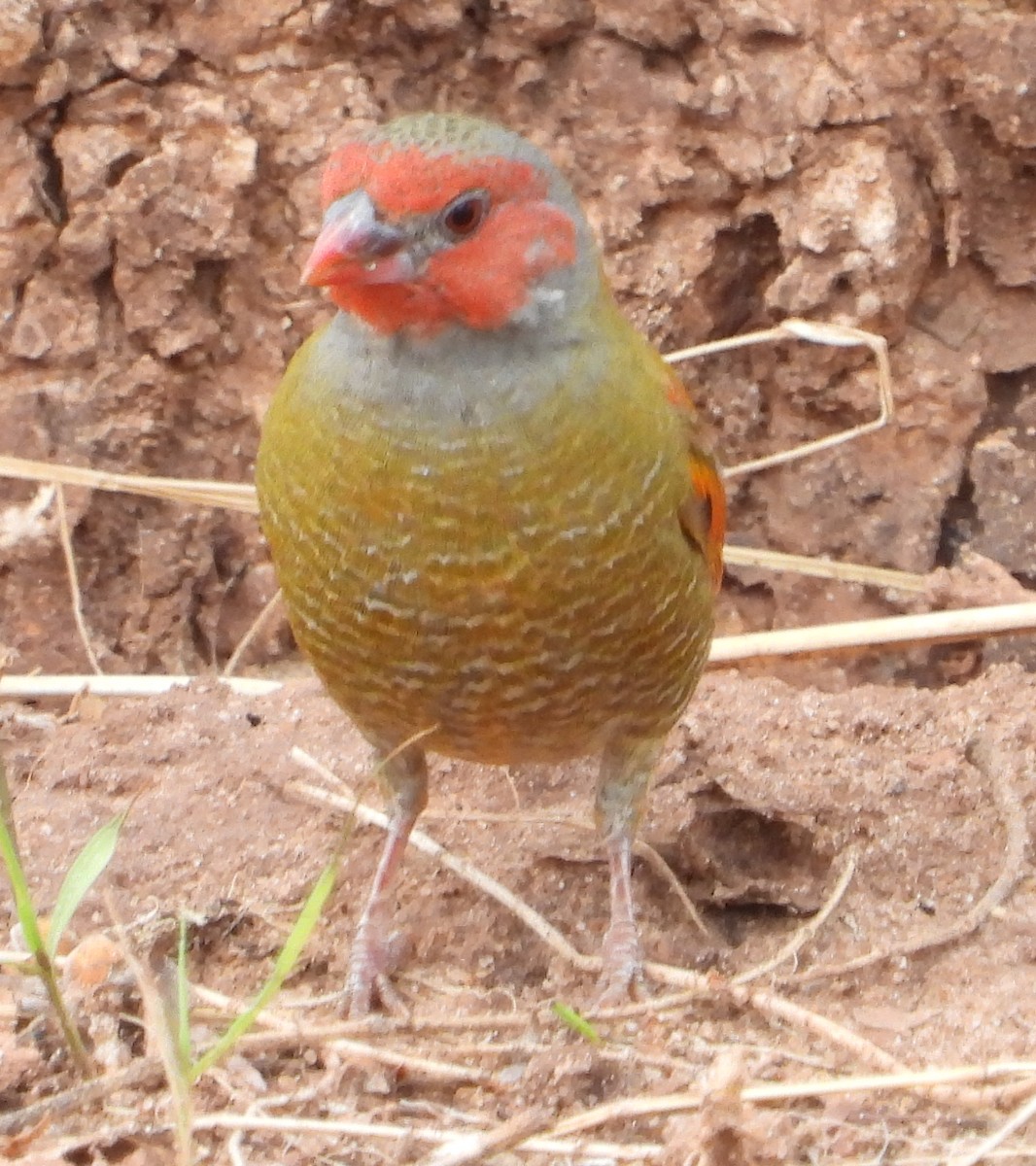 Orange-winged Pytilia - Timothy Whitehead