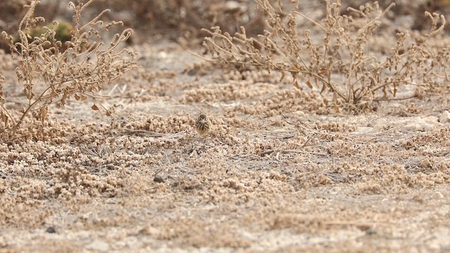 American Pipit (rubescens Group) - ML611623493