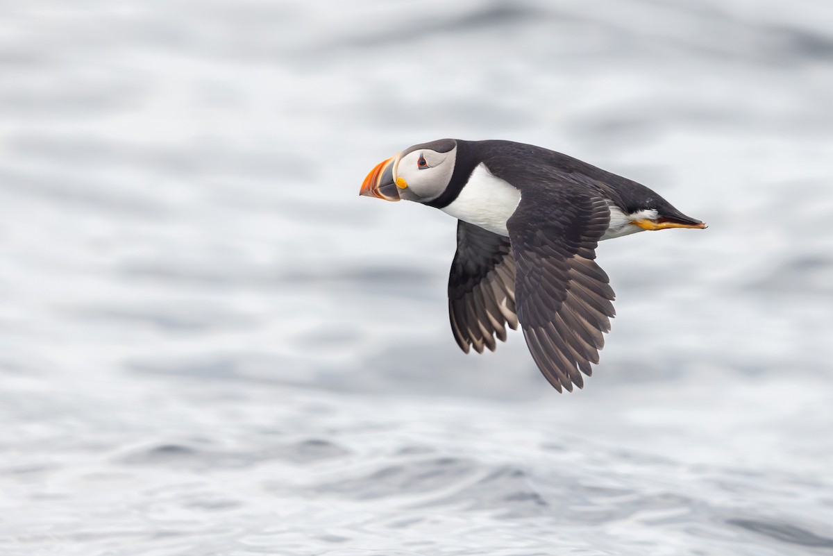 Atlantic Puffin - ML611623625