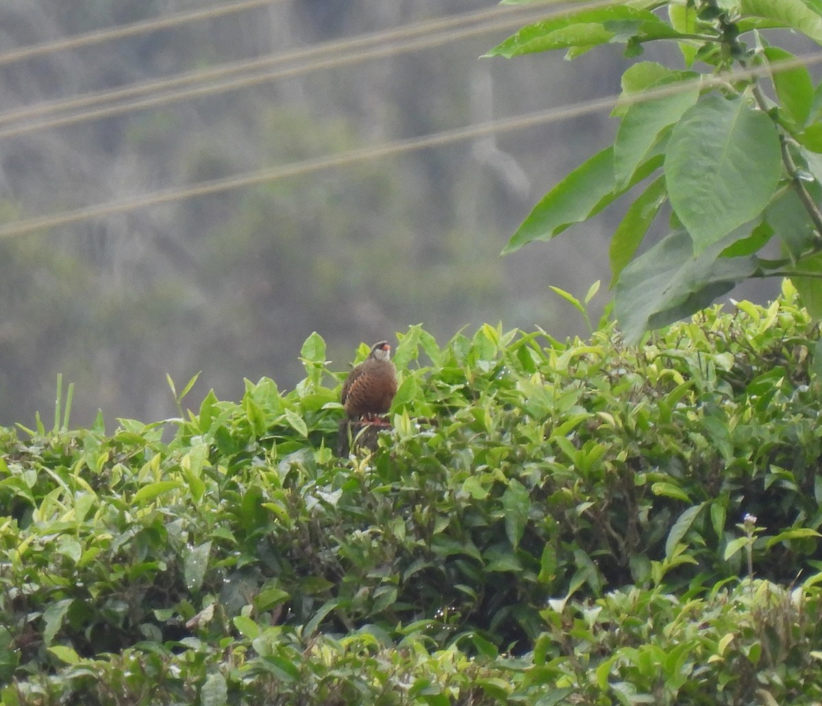 Painted Bush-Quail - ML611623650