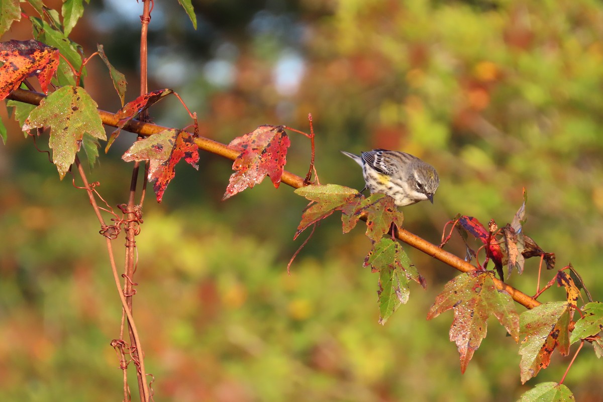 Yellow-rumped Warbler - ML611623754