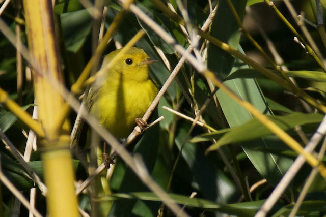 Wilson's Warbler - ML611623827