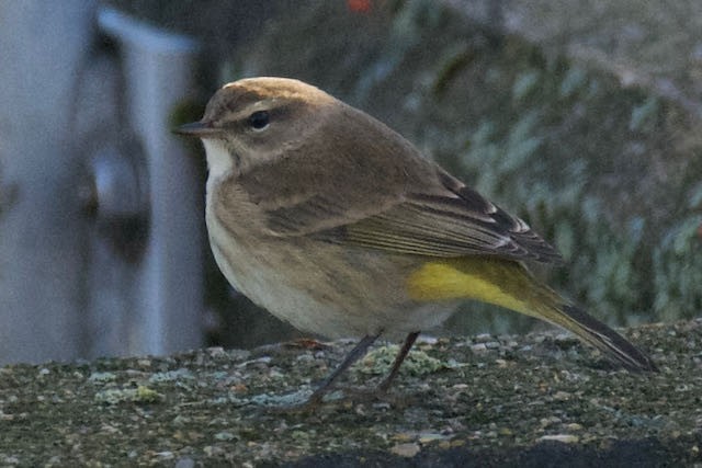 Palm Warbler - David Gulick