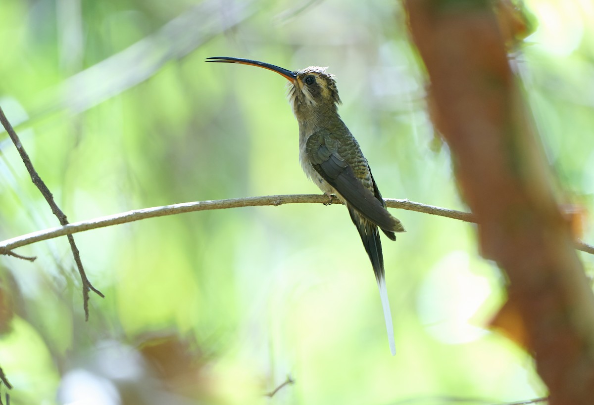 Meksika Hermiti (griseoventer) - ML611623843