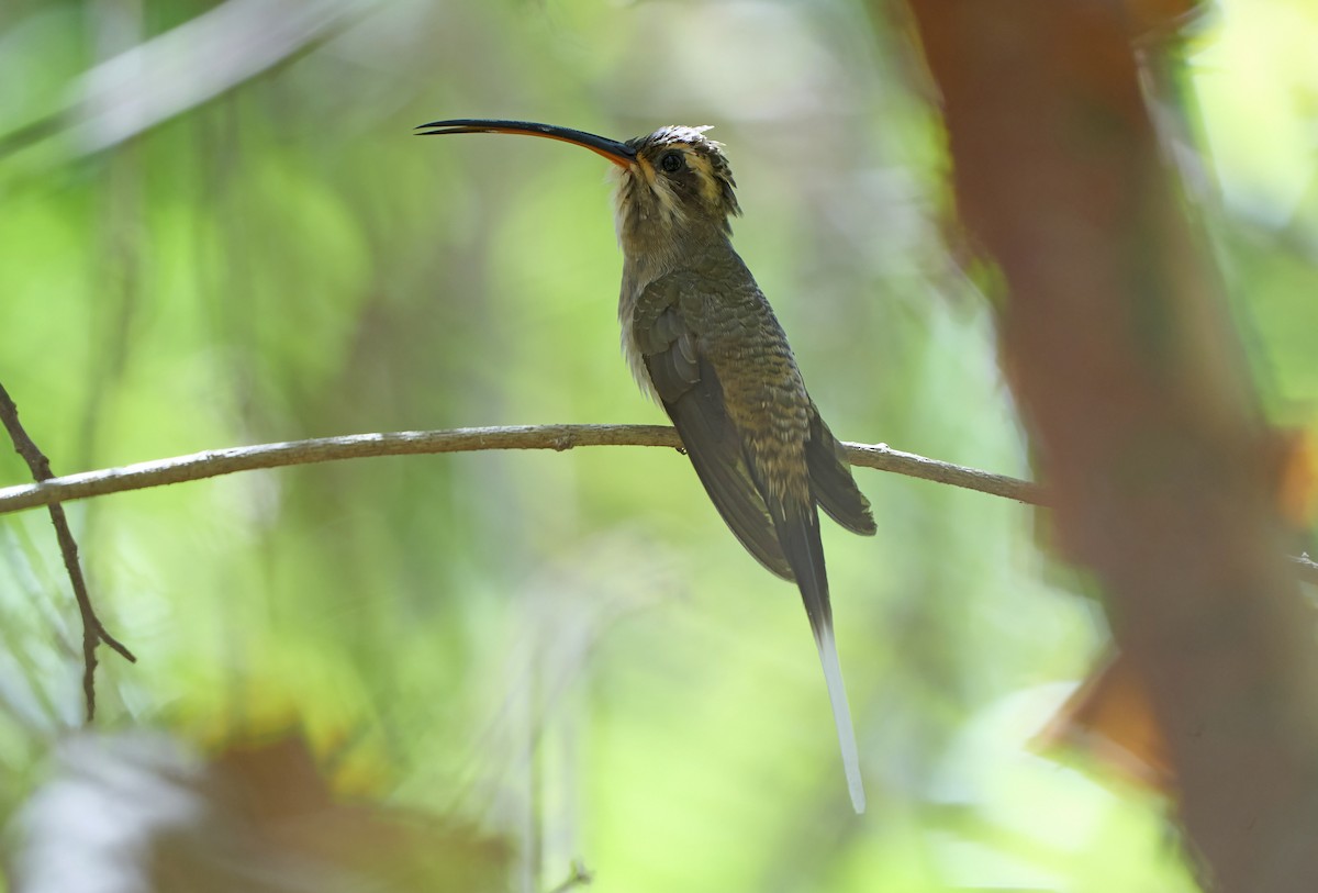 Mexikoschattenkolibri (griseoventer) - ML611623844