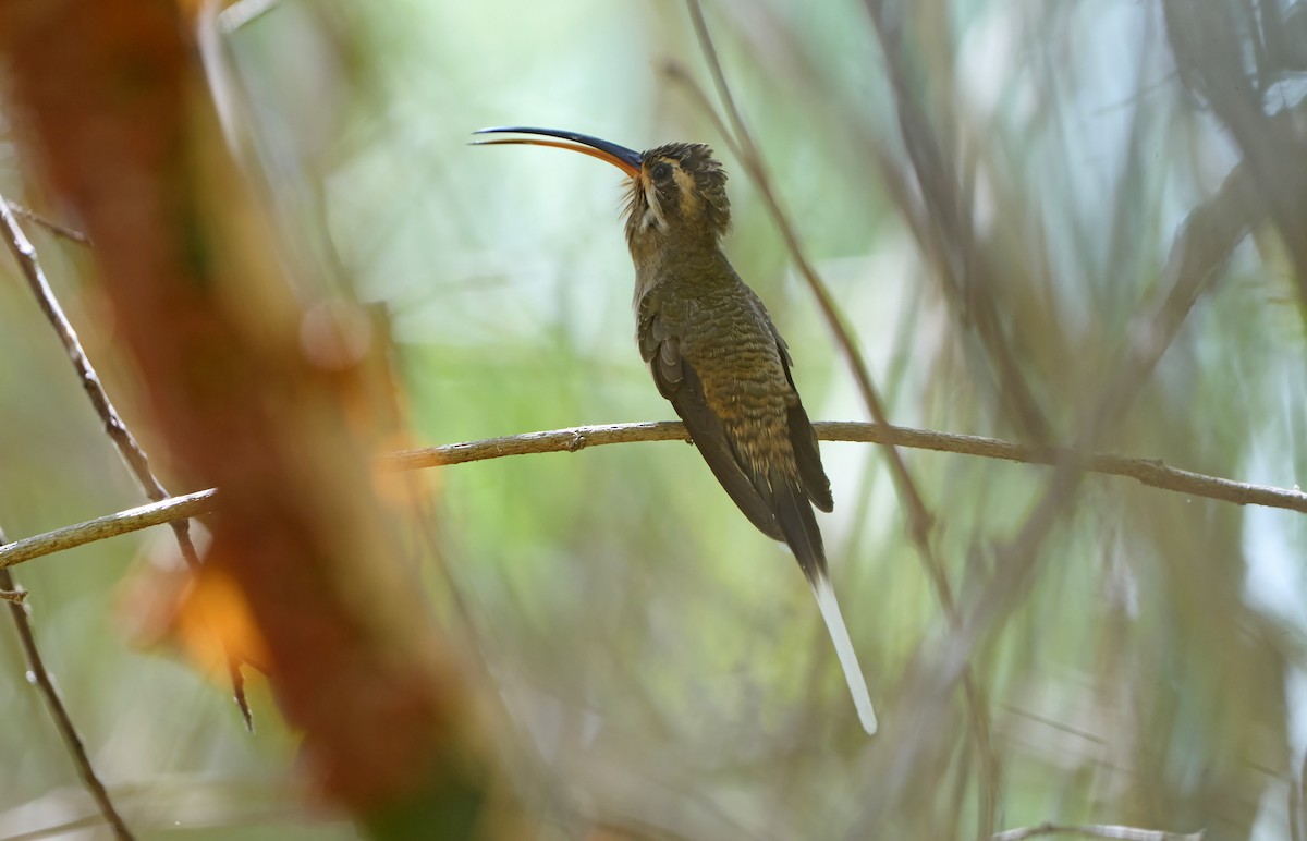 kolibřík západomexický (ssp. griseoventer) - ML611623845