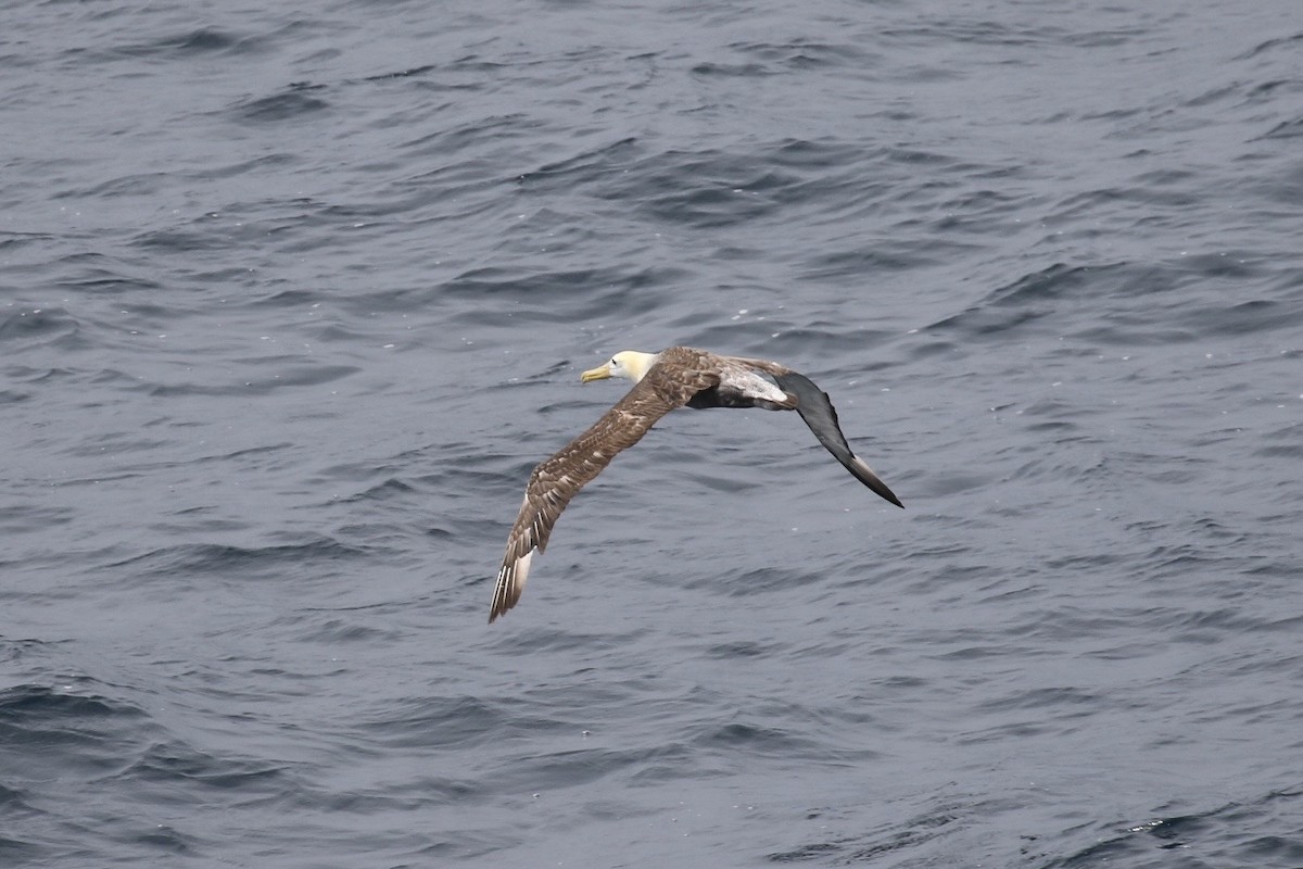 Waved Albatross - ML611623951