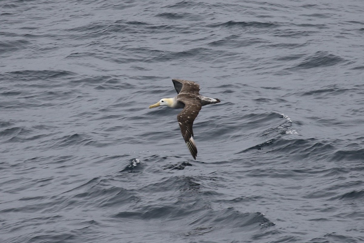 Waved Albatross - ML611623952