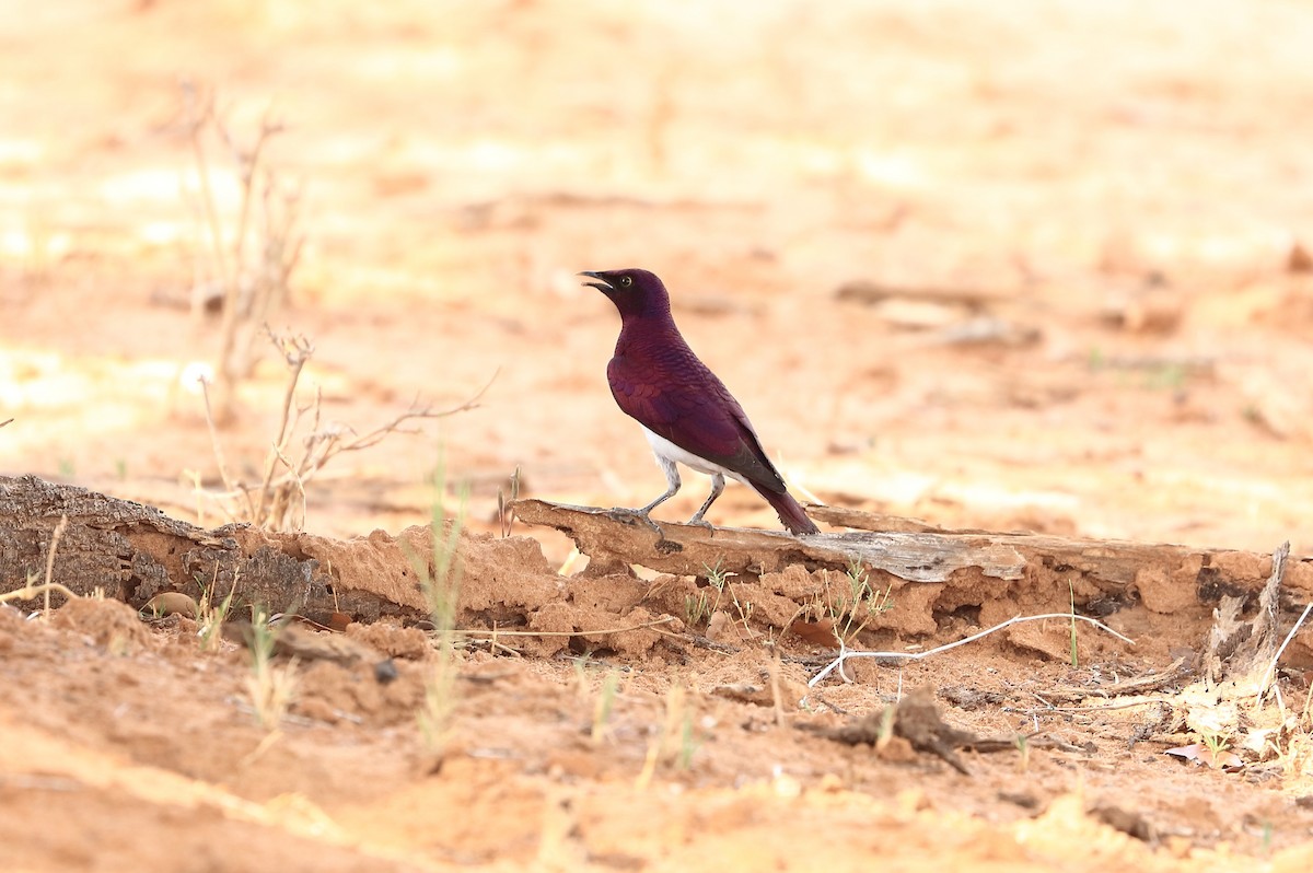 Violet-backed Starling - ML611624000