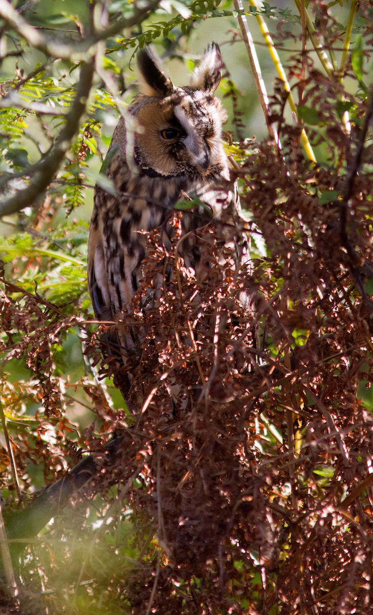 Kulaklı Orman Baykuşu (otus/canariensis) - ML611624005