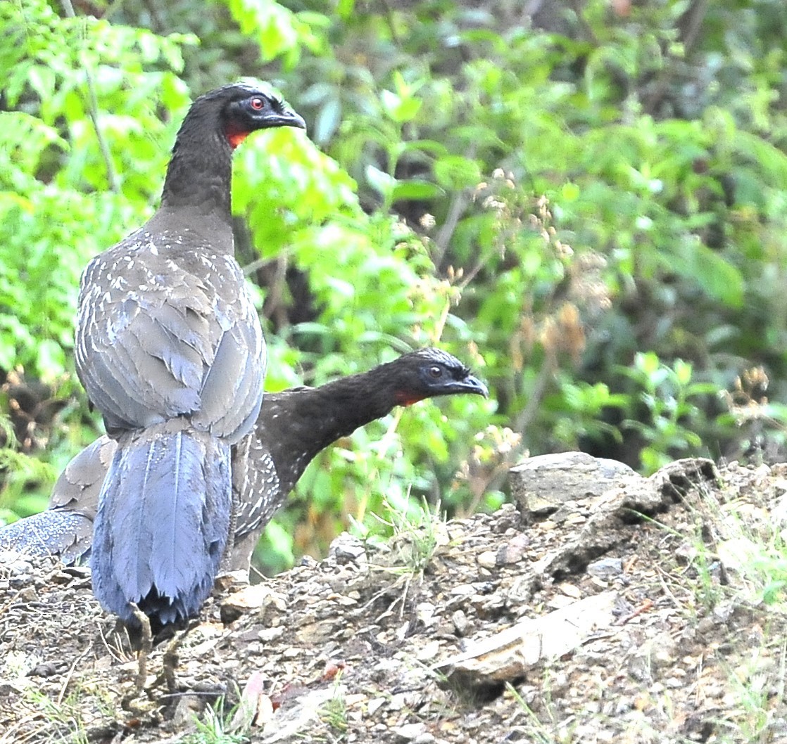 Pava de las Yungas - ML611624037