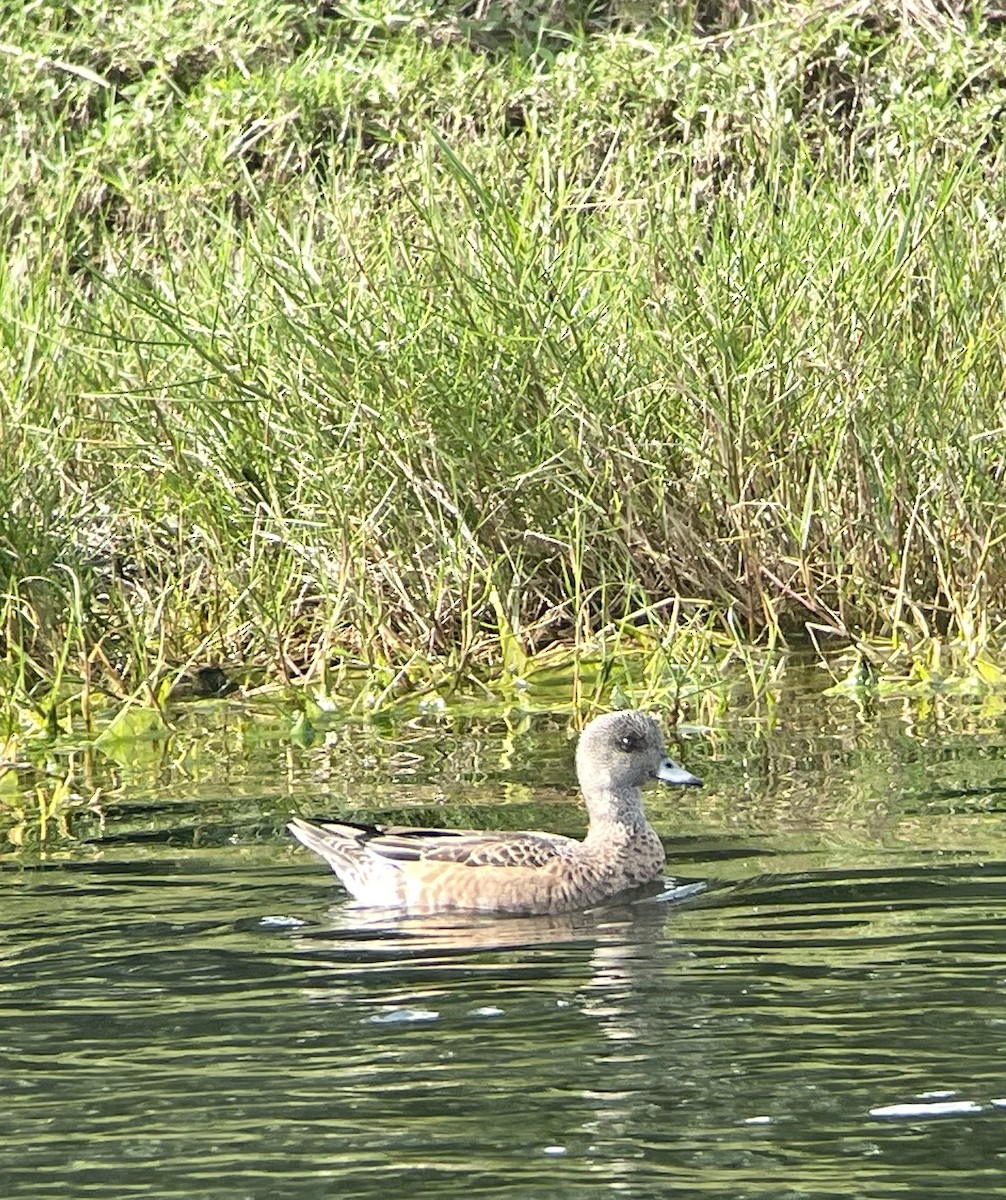 American Wigeon - ML611624051