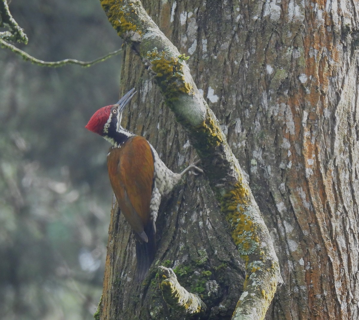 Malabar Flameback - ML611624064