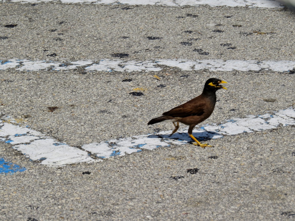 Common Myna - ML611624116