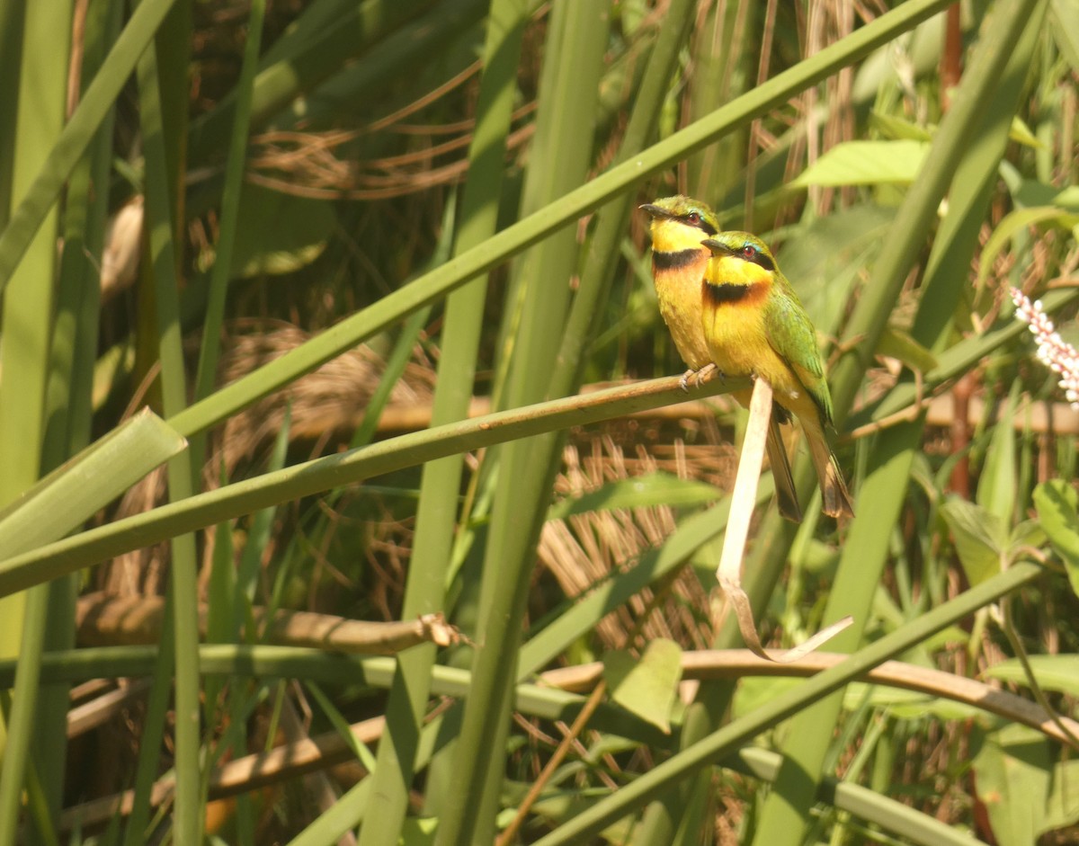 Little Bee-eater - Simon Mahood