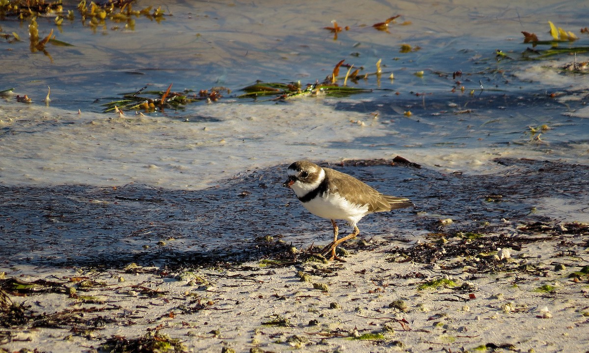 Semipalmated Plover - ML611624136