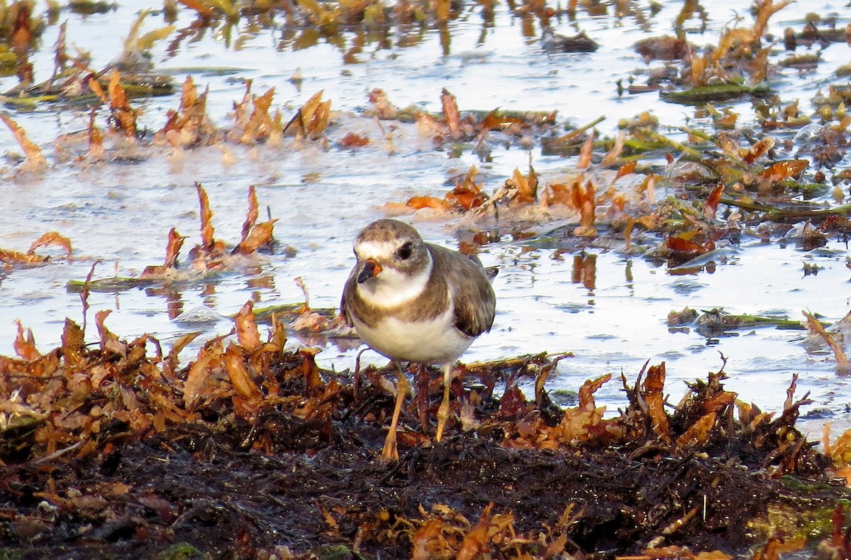 Semipalmated Plover - ML611624138