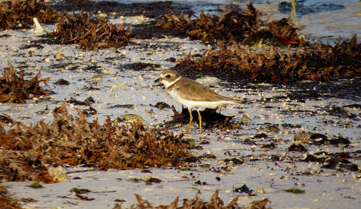 Semipalmated Plover - ML611624143