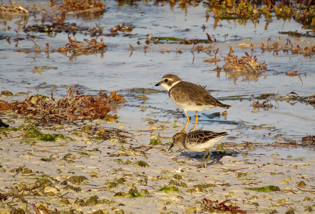 Semipalmated Plover - ML611624145