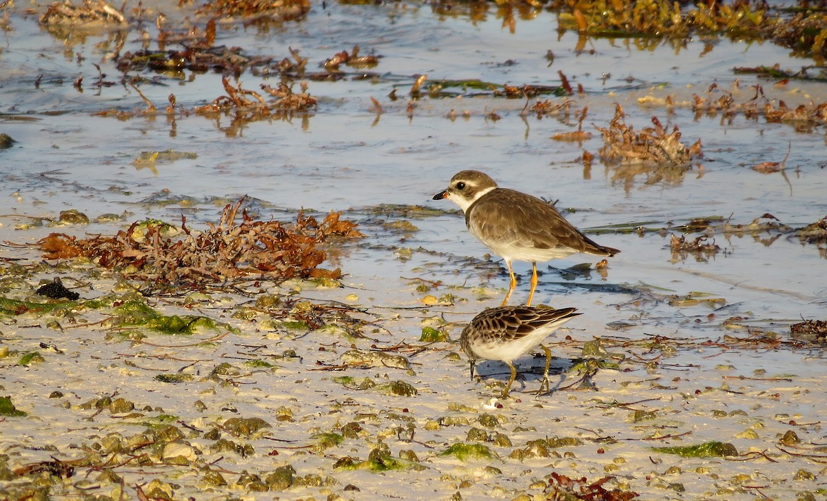 Semipalmated Plover - ML611624147