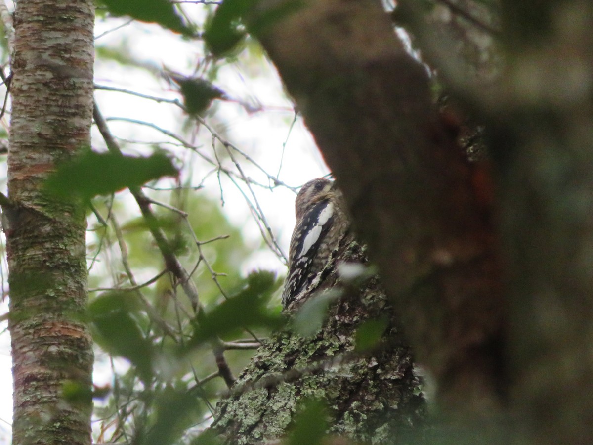 Yellow-bellied Sapsucker - ML611624148