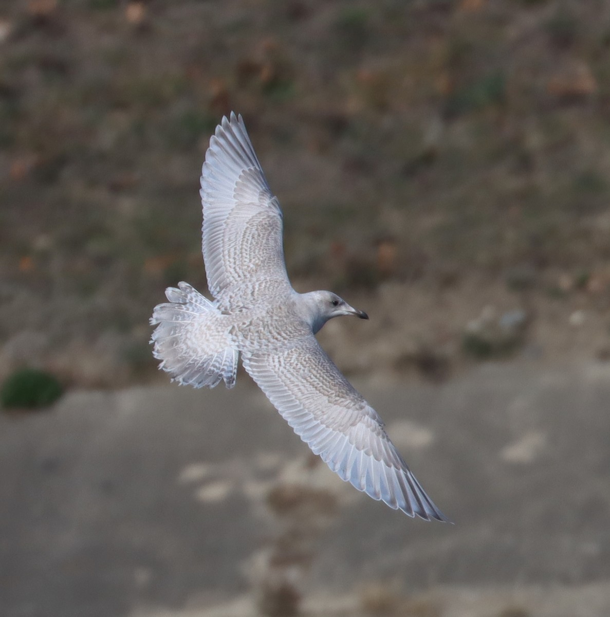 Iceland Gull - ML611624199