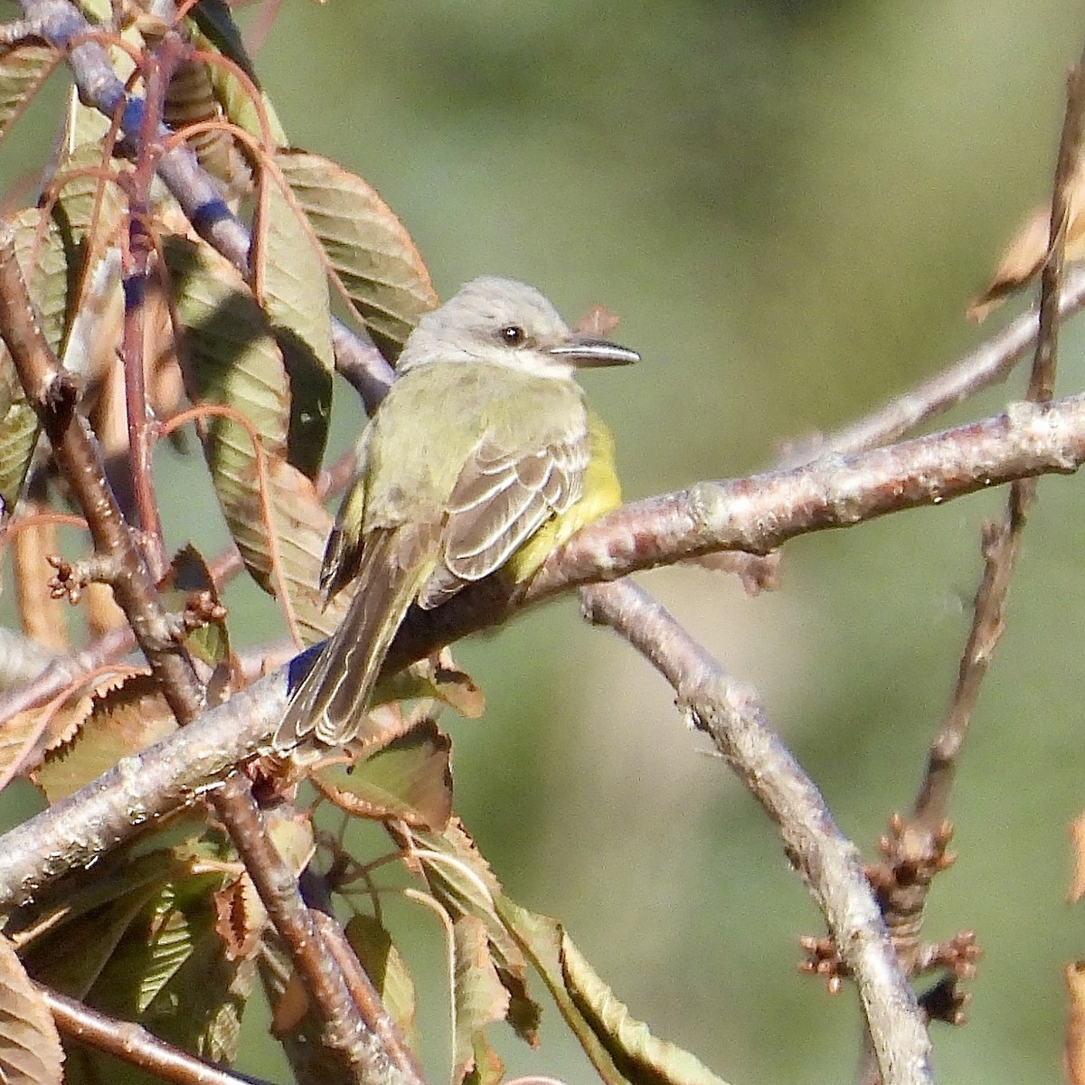 Tropical Kingbird - ML611624272