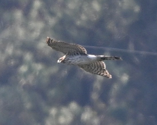 Cooper's Hawk - Joe Wujcik