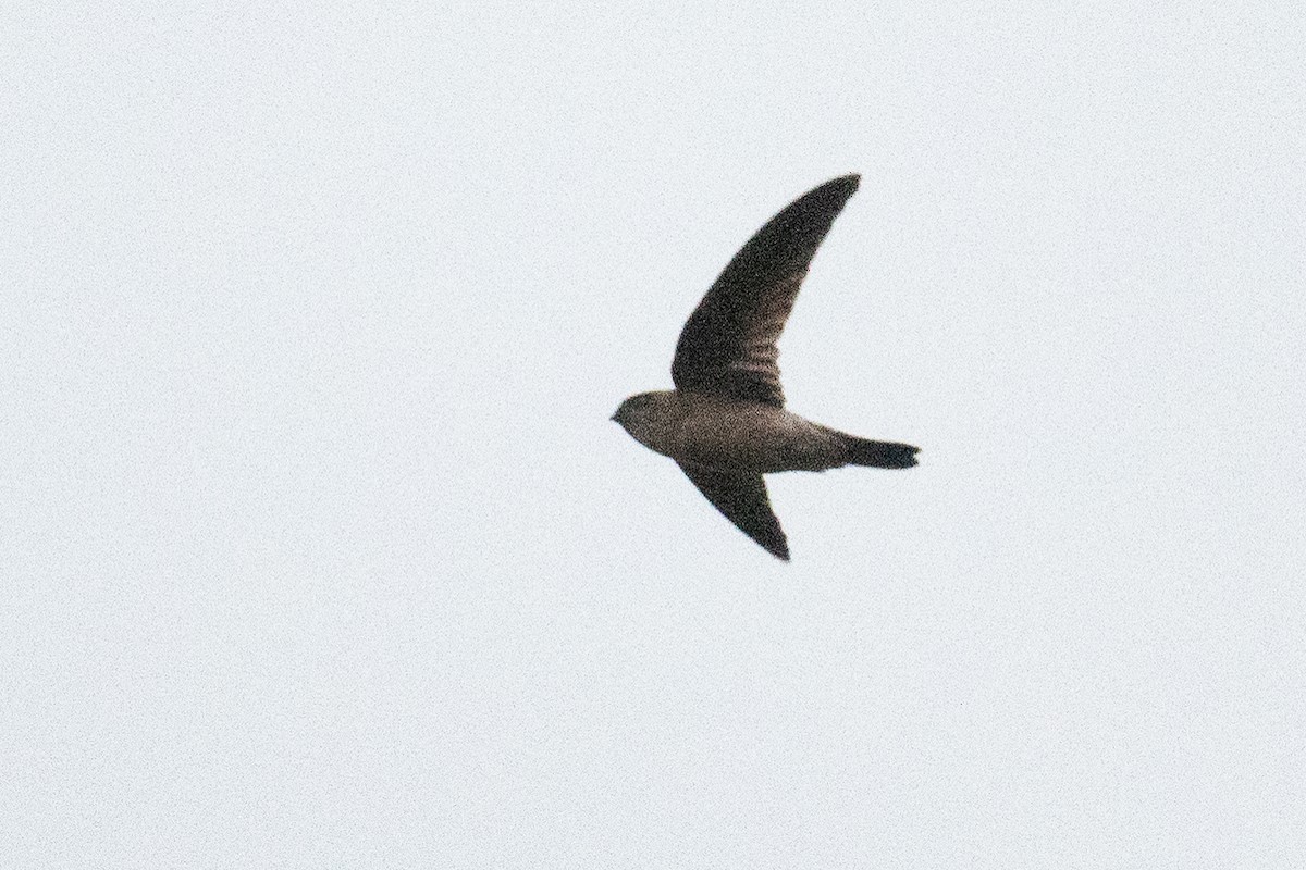 Himalayan Swiftlet - ML611624490