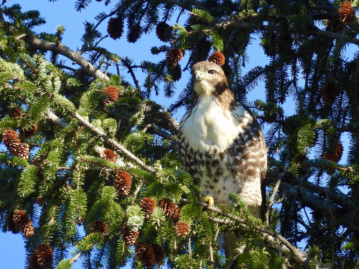 Red-tailed Hawk - ML611624544