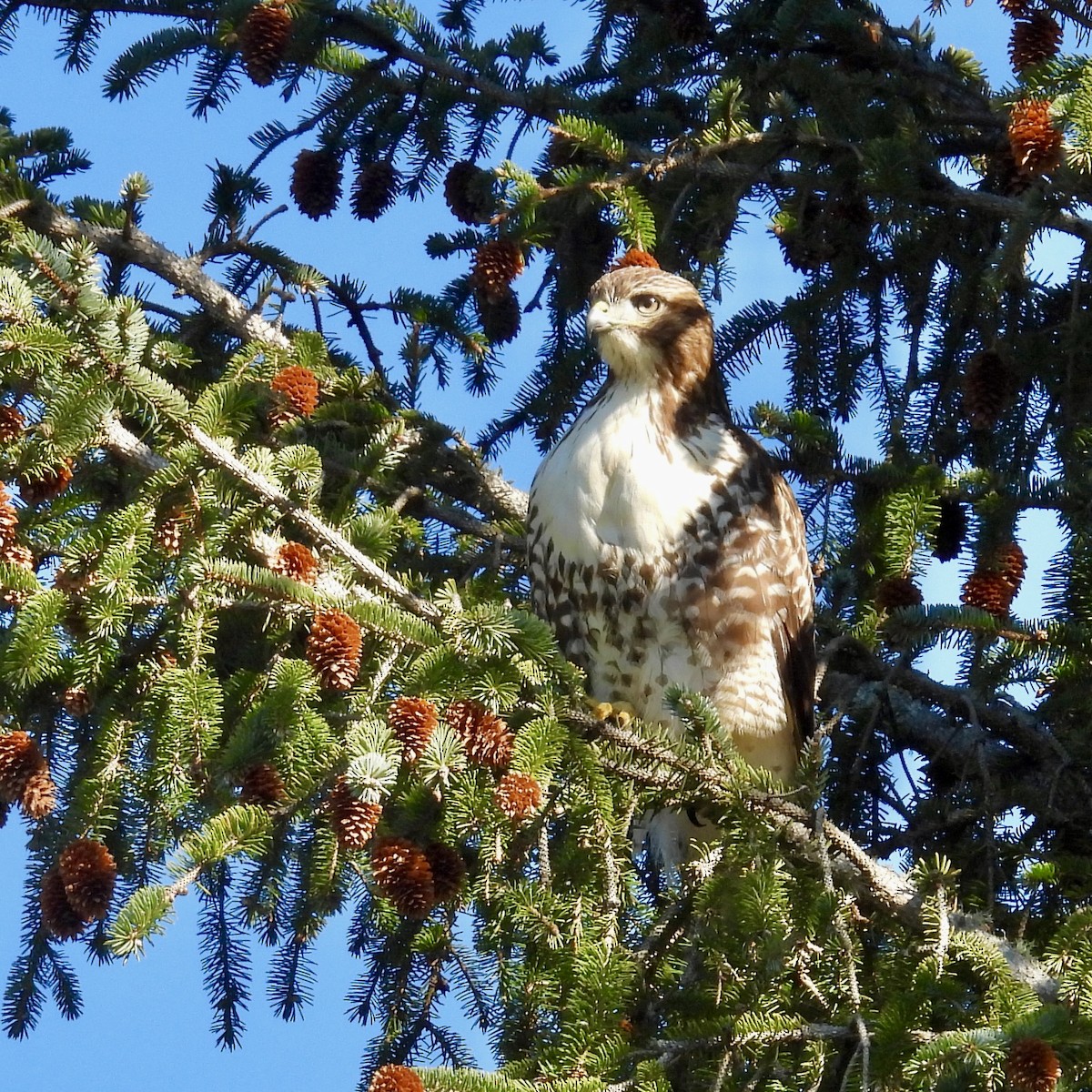 Red-tailed Hawk - ML611624545