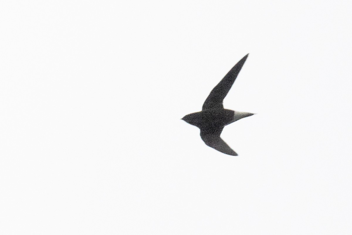 Brown-backed Needletail - ML611624620